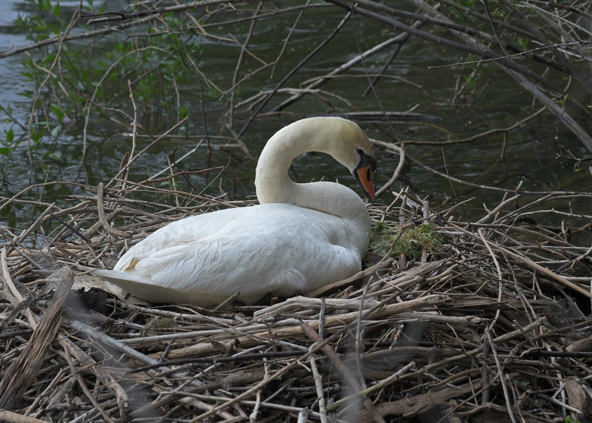 Mute Swan - Janet Smigielski