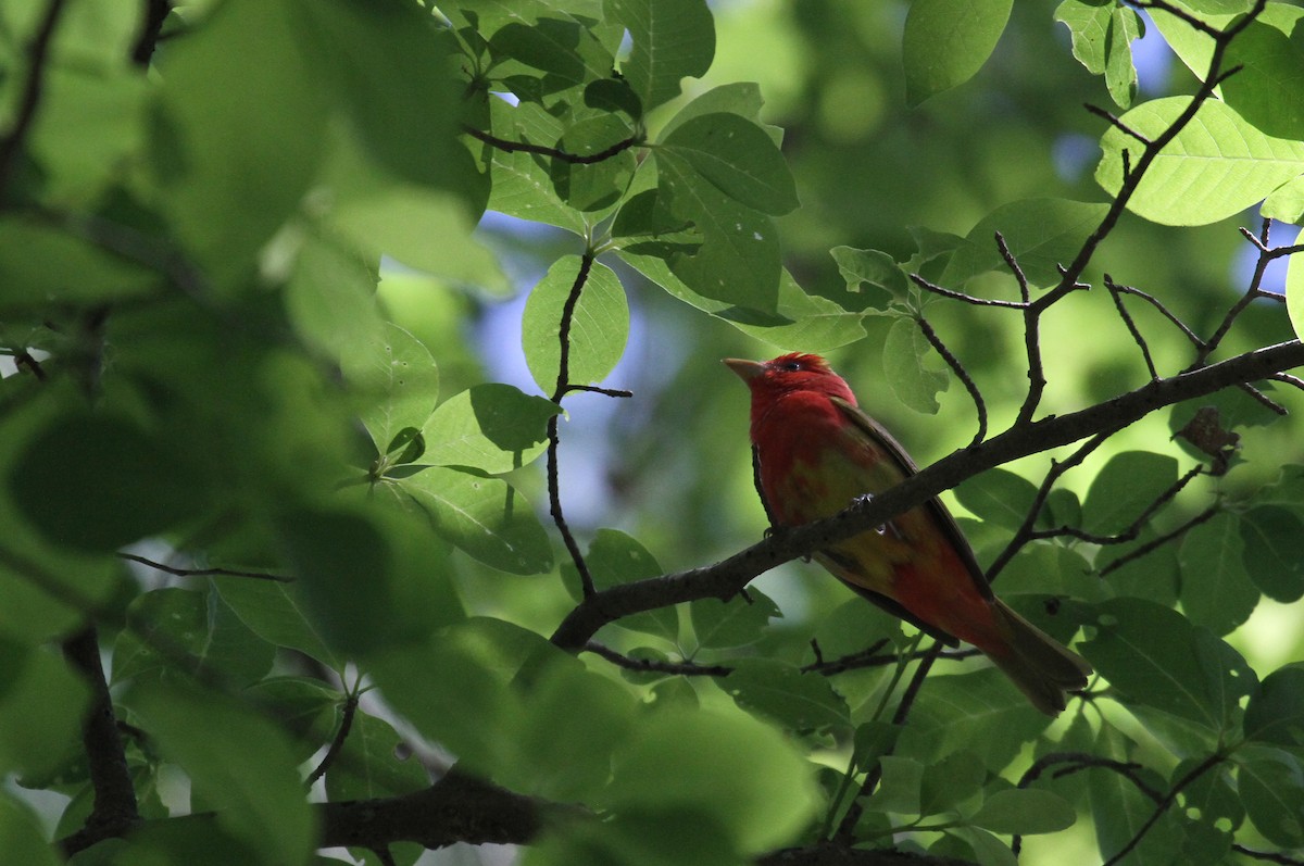 Summer Tanager - naomi h