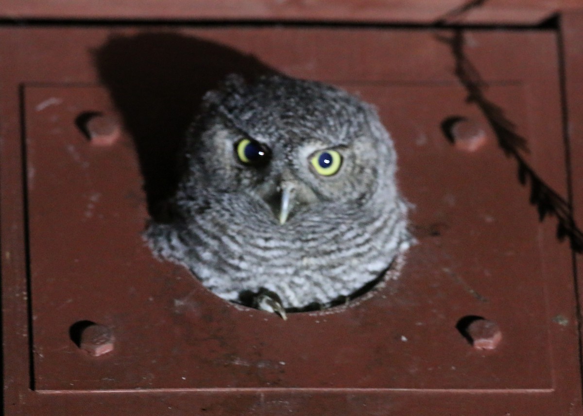 Western Screech-Owl - William Clark