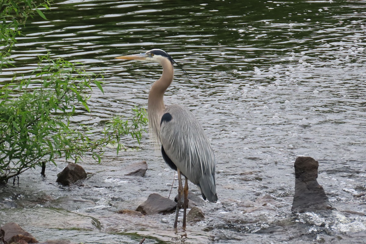 Great Blue Heron - Jon Selle