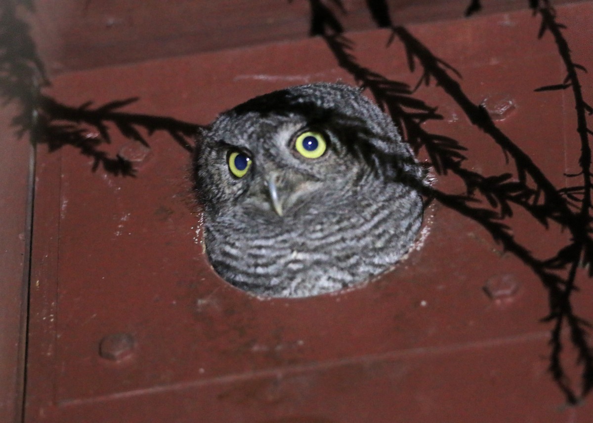 Western Screech-Owl - William Clark