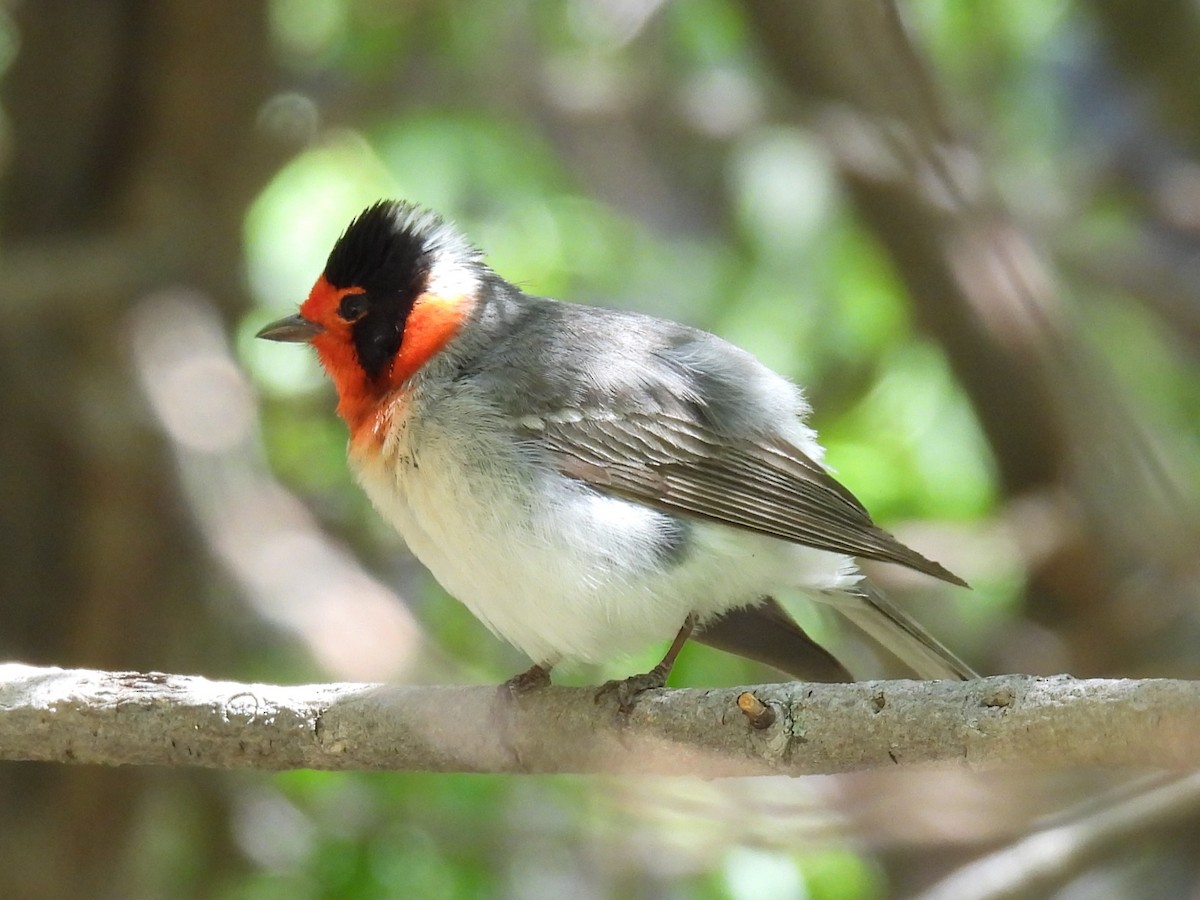 Red-faced Warbler - Julie Furgason