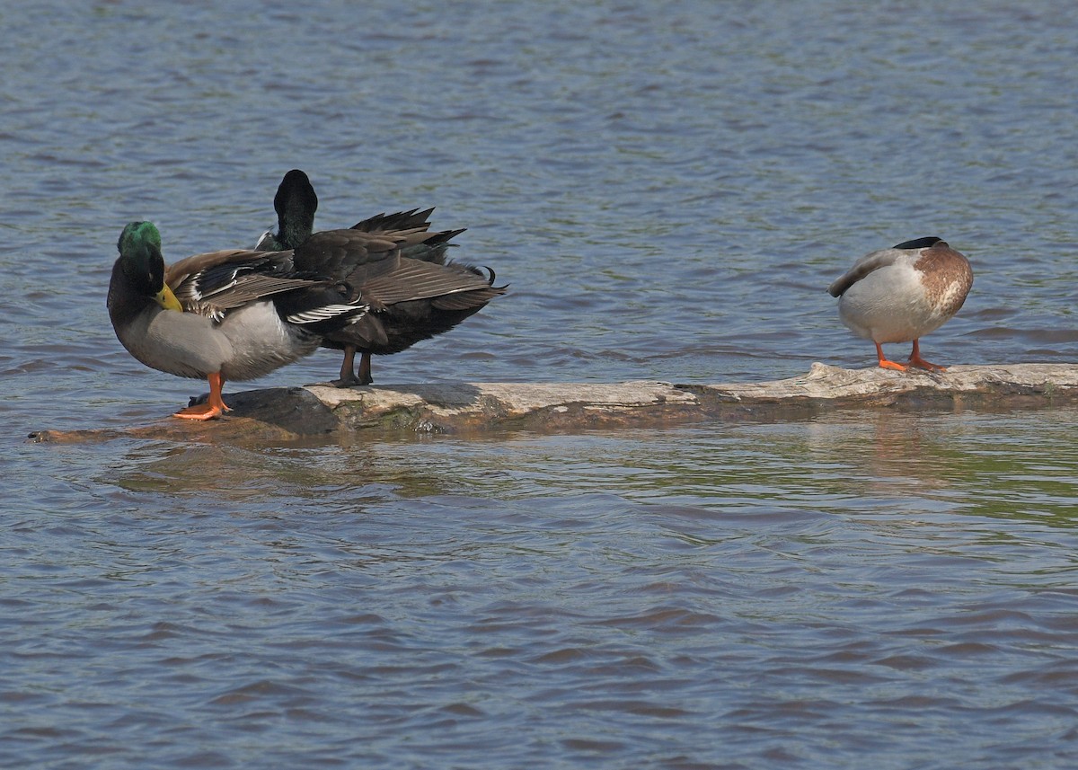 Mallard (Domestic type) - Janet Smigielski