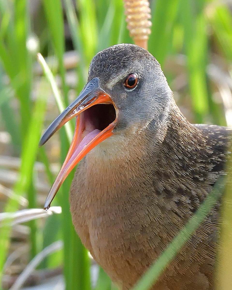 Virginia Rail - Pierre Noel