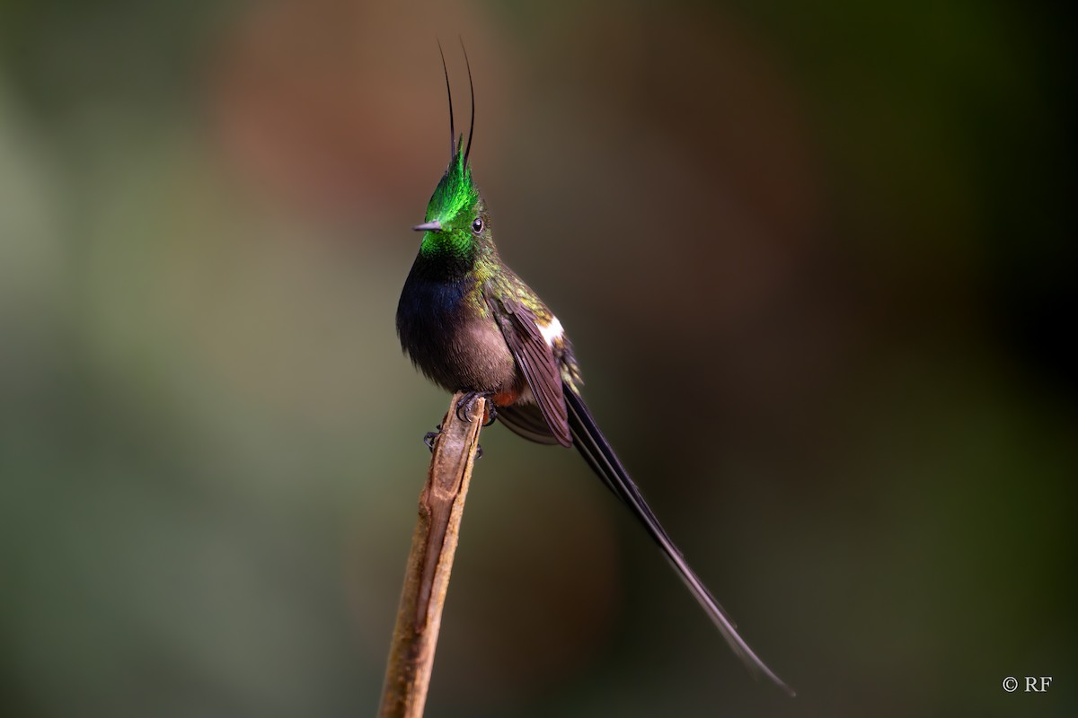 Wire-crested Thorntail - Roxie Fu