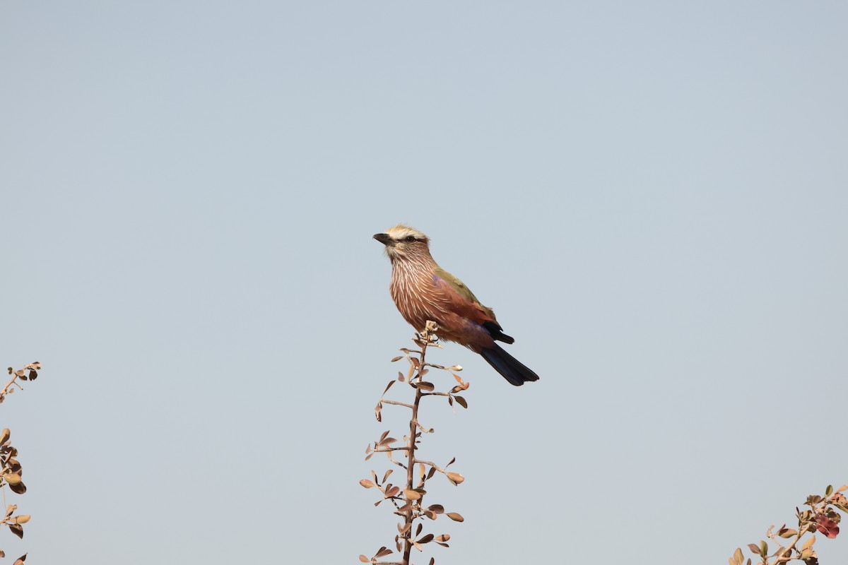 Rufous-crowned Roller - Ada Alden