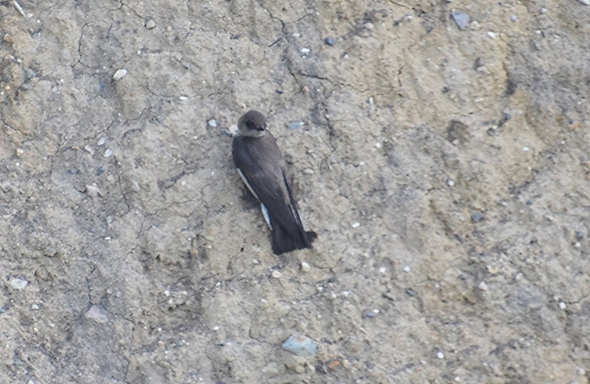 Northern Rough-winged Swallow - Scott Jackson