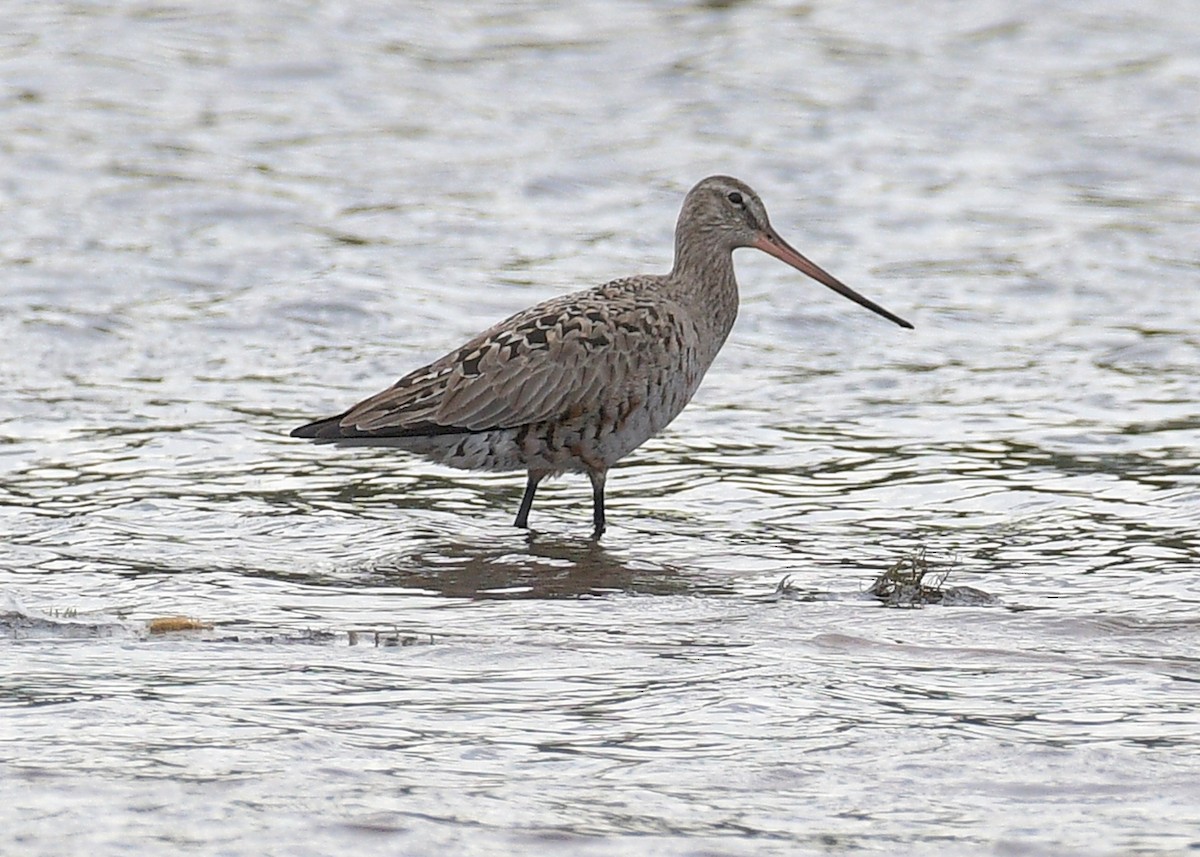 Hudsonian Godwit - Janet Smigielski