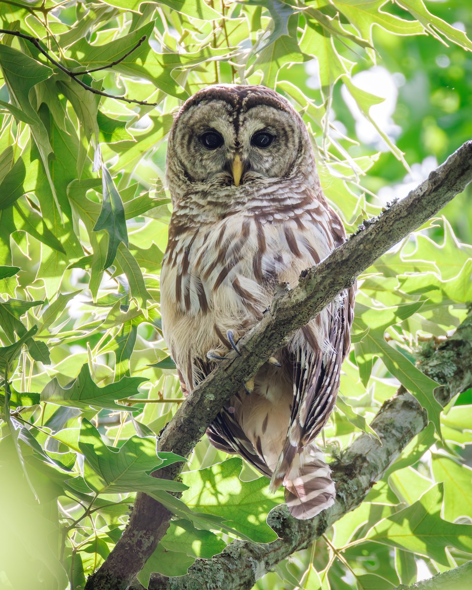 Barred Owl - Michael Fogleman