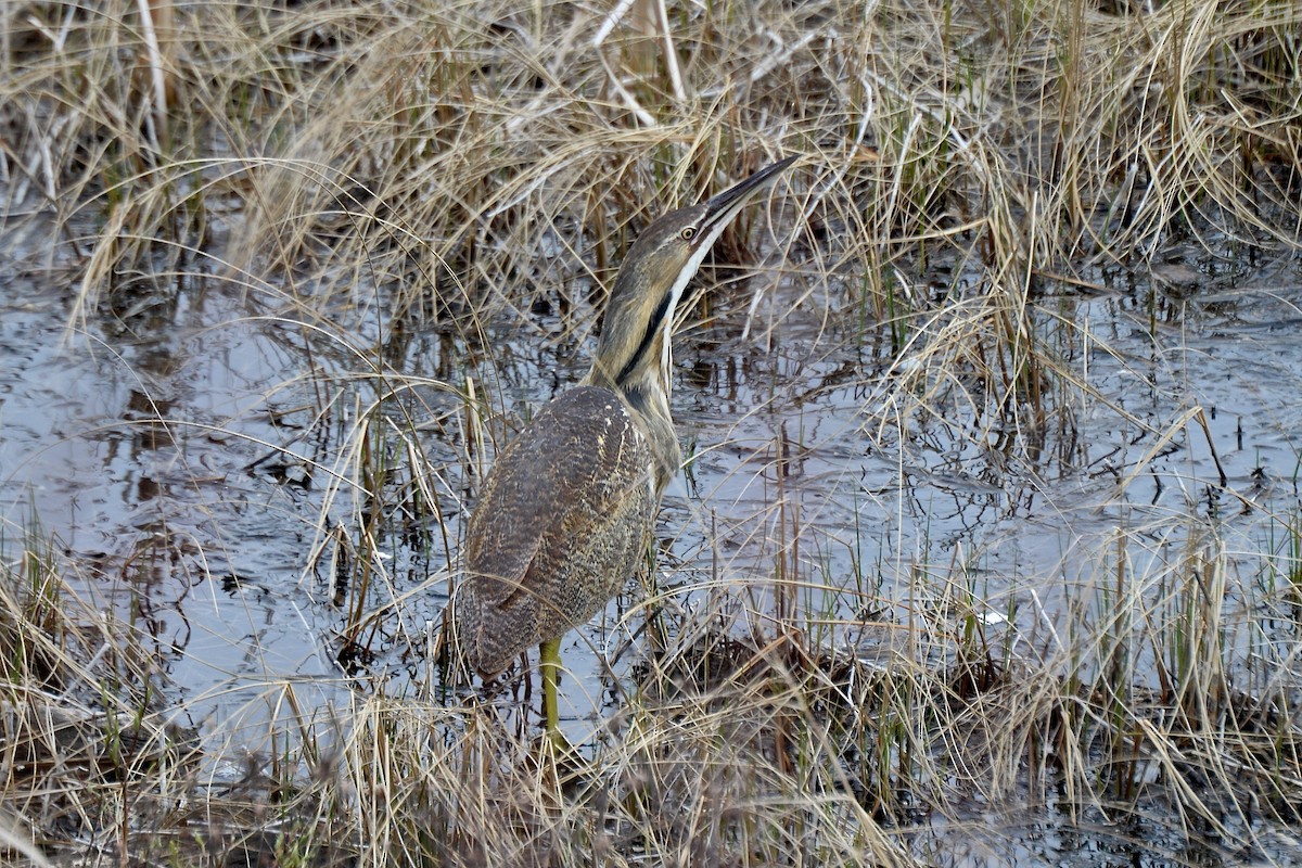 American Bittern - Allan Gilbert