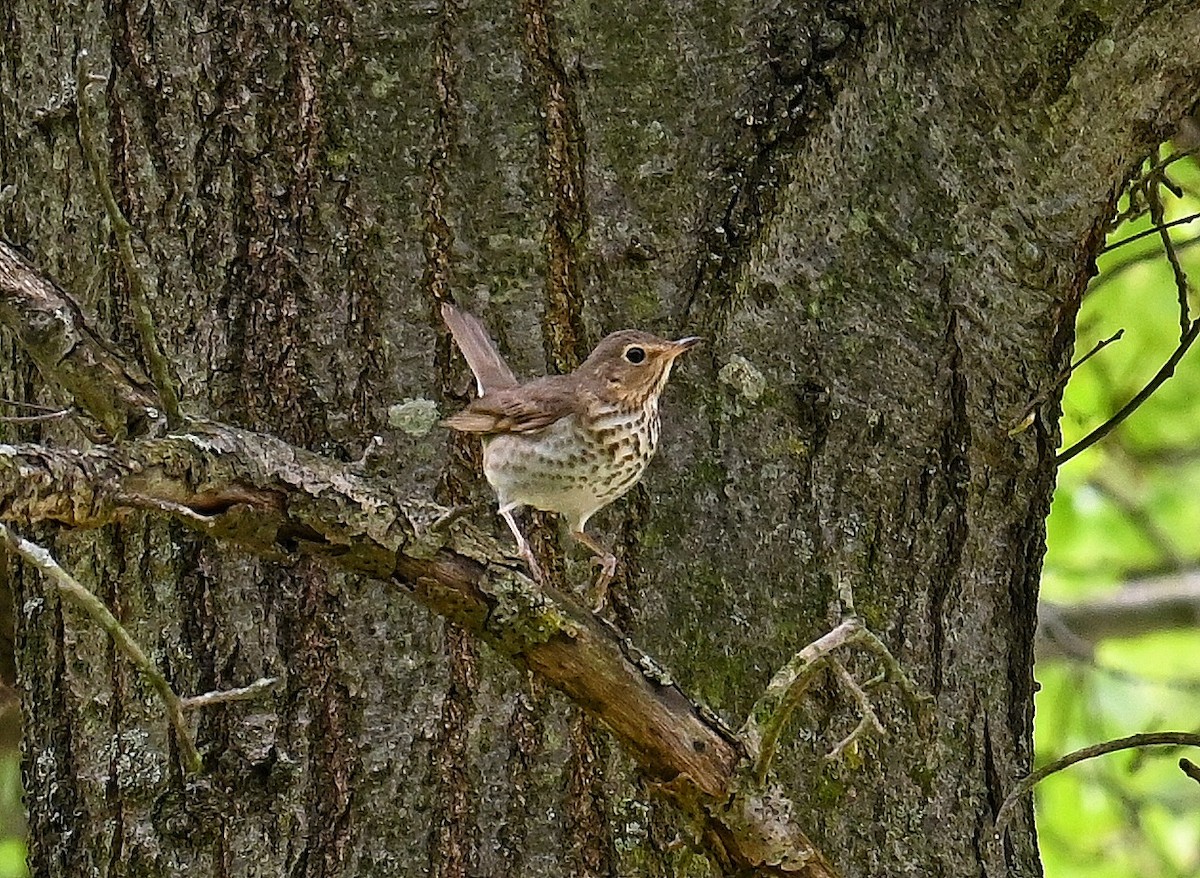 Swainson's Thrush - Lisa Draper