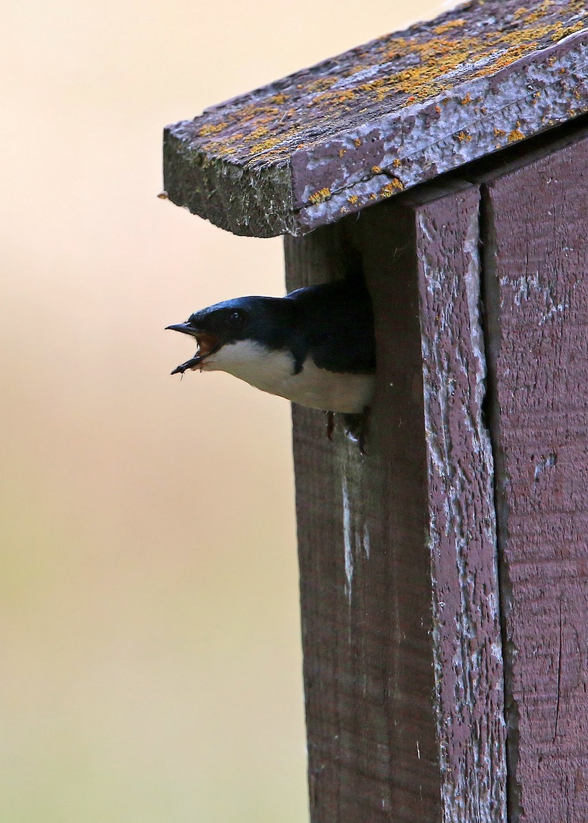 Tree Swallow - William Clark