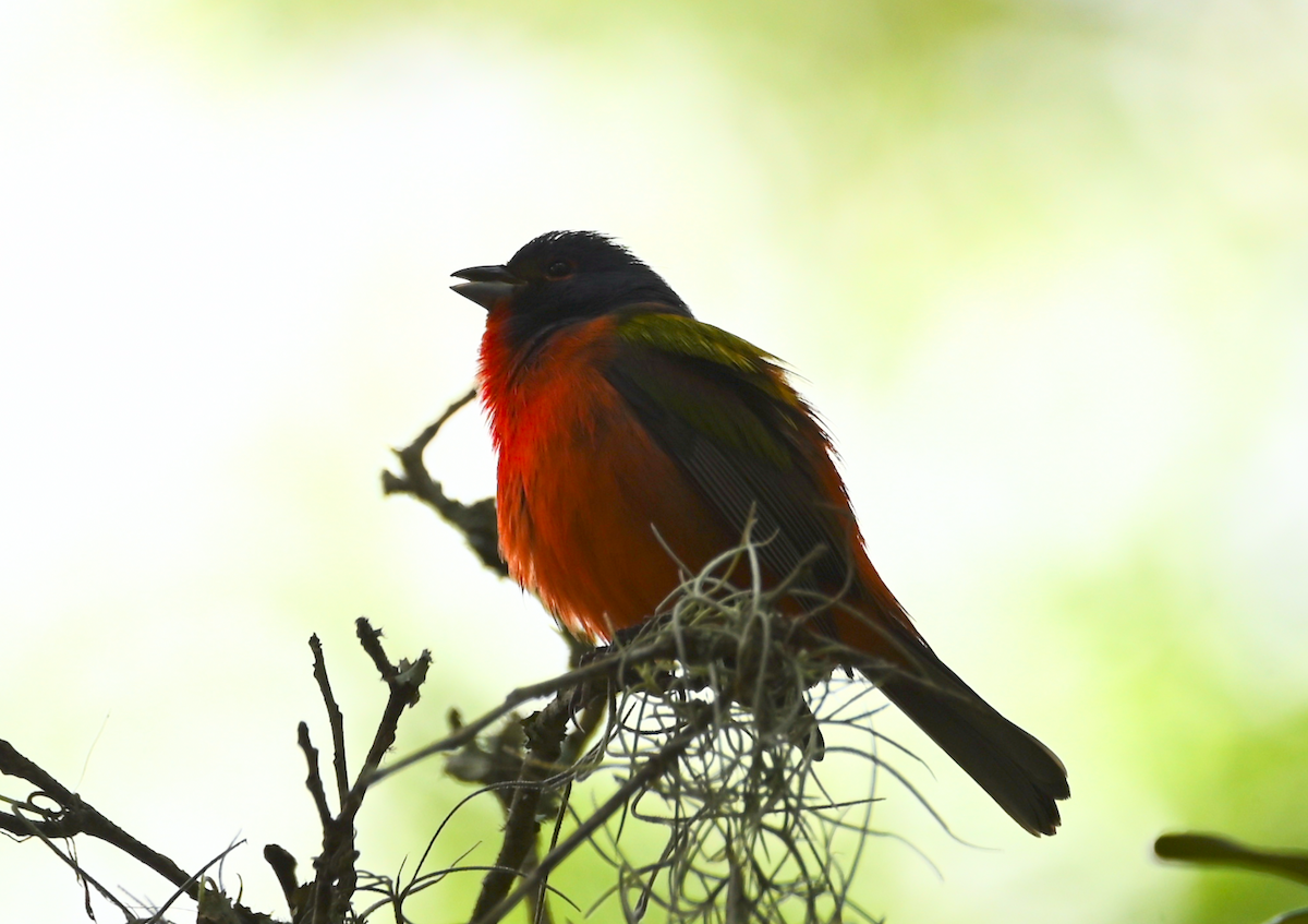 Painted Bunting - ML619423195