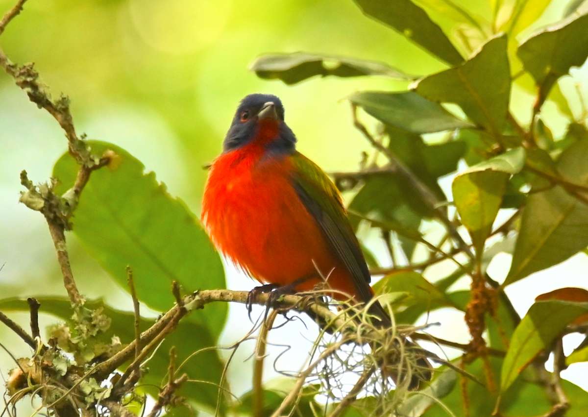 Painted Bunting - ML619423196