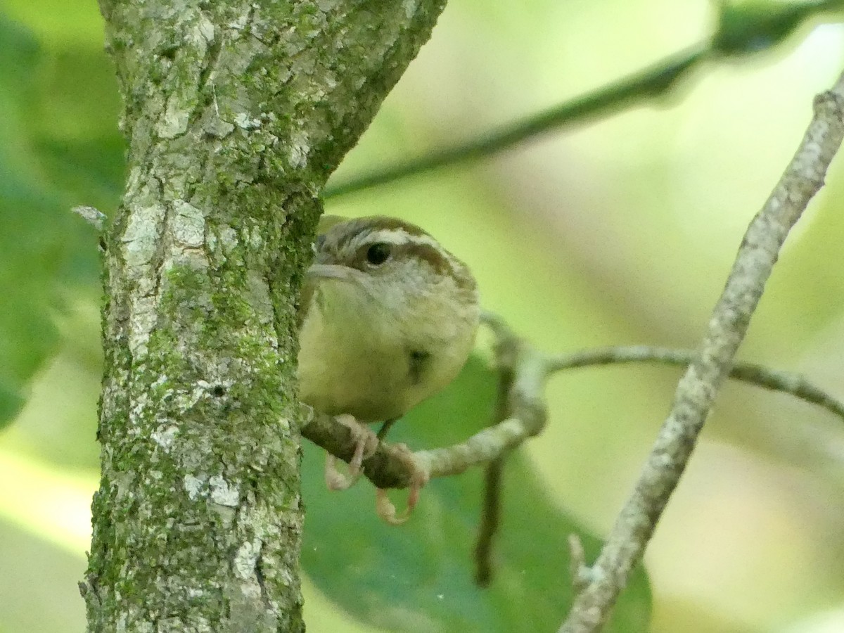 Carolina Wren - Cindy Sherwood