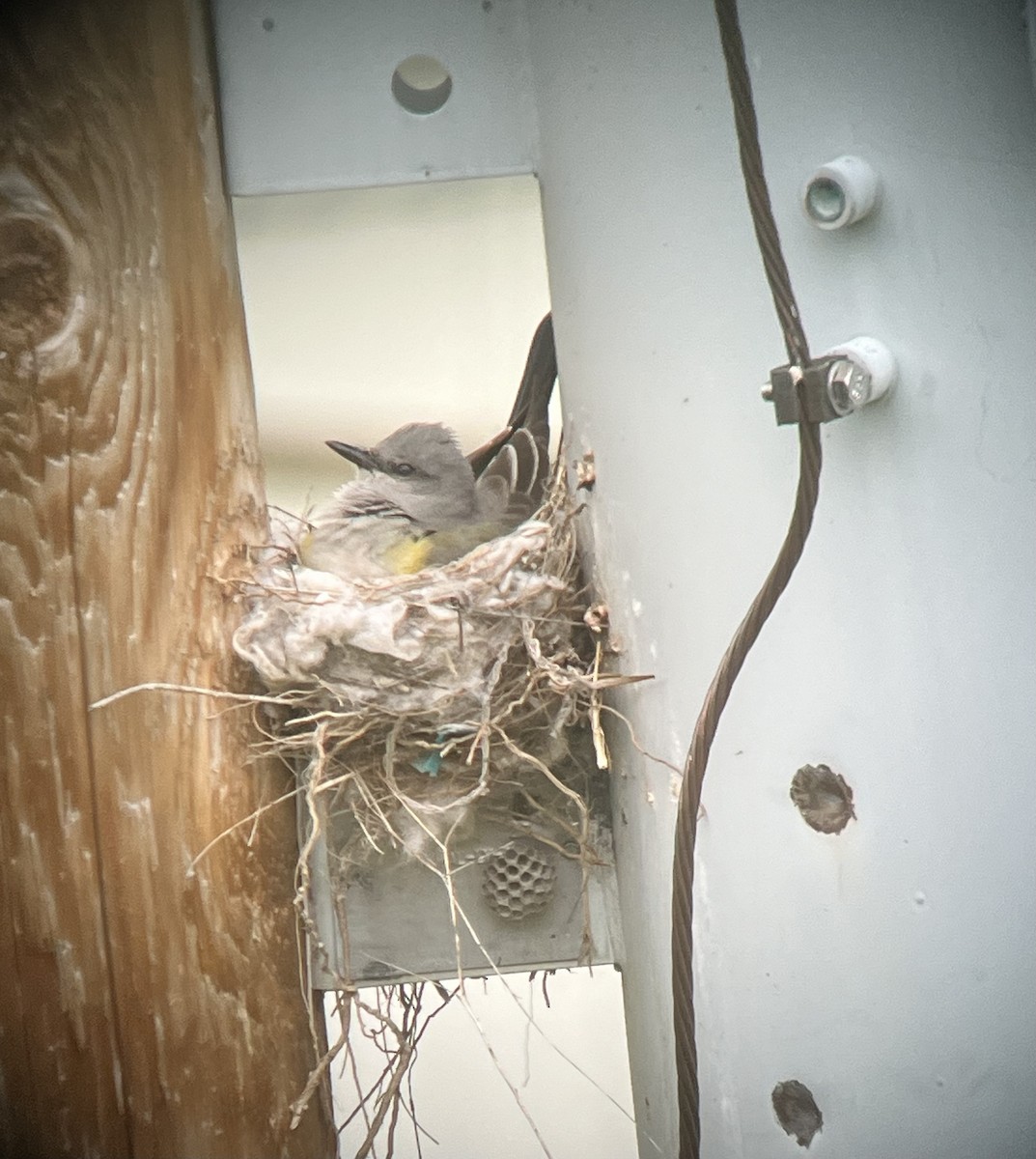 Western Kingbird - Pam Cahn