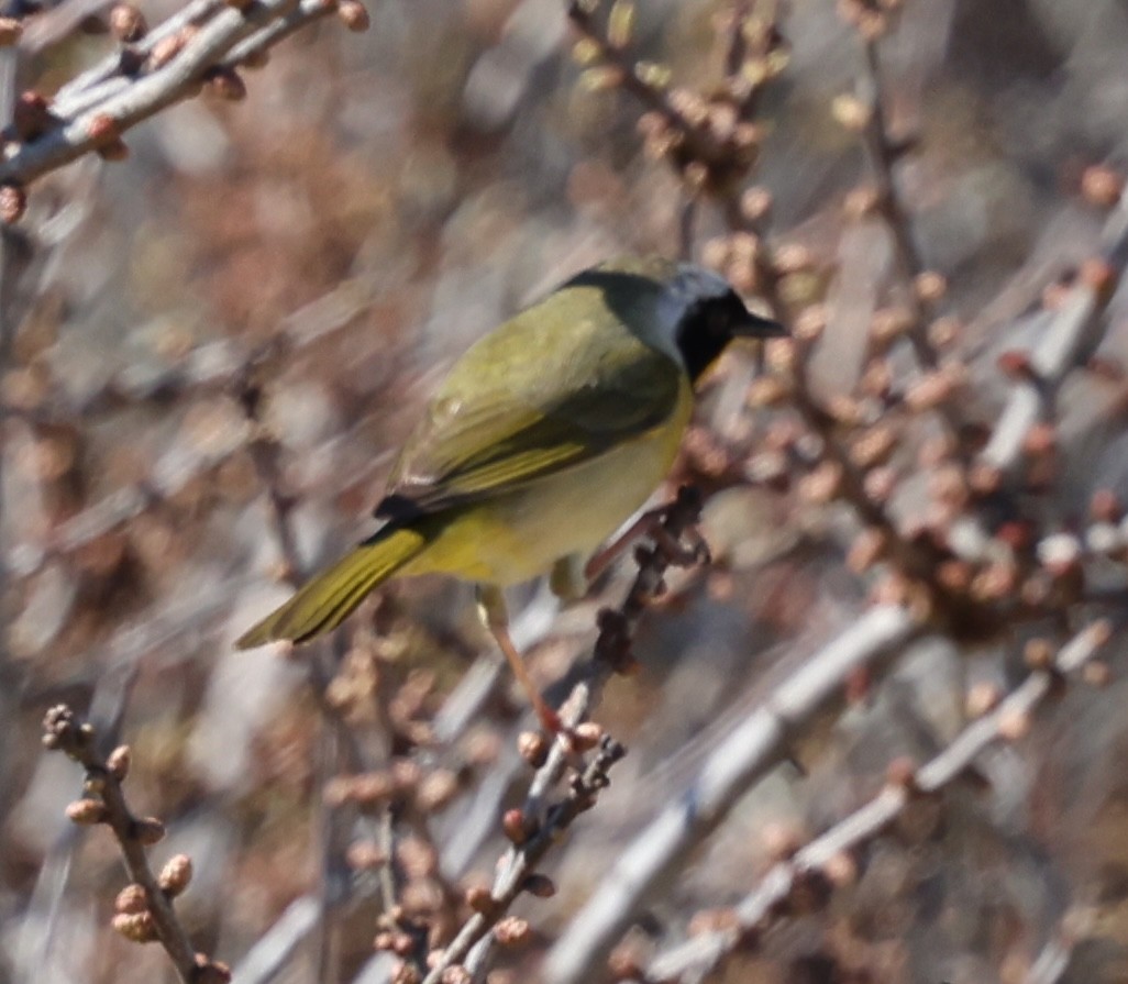 Common Yellowthroat - burton balkind