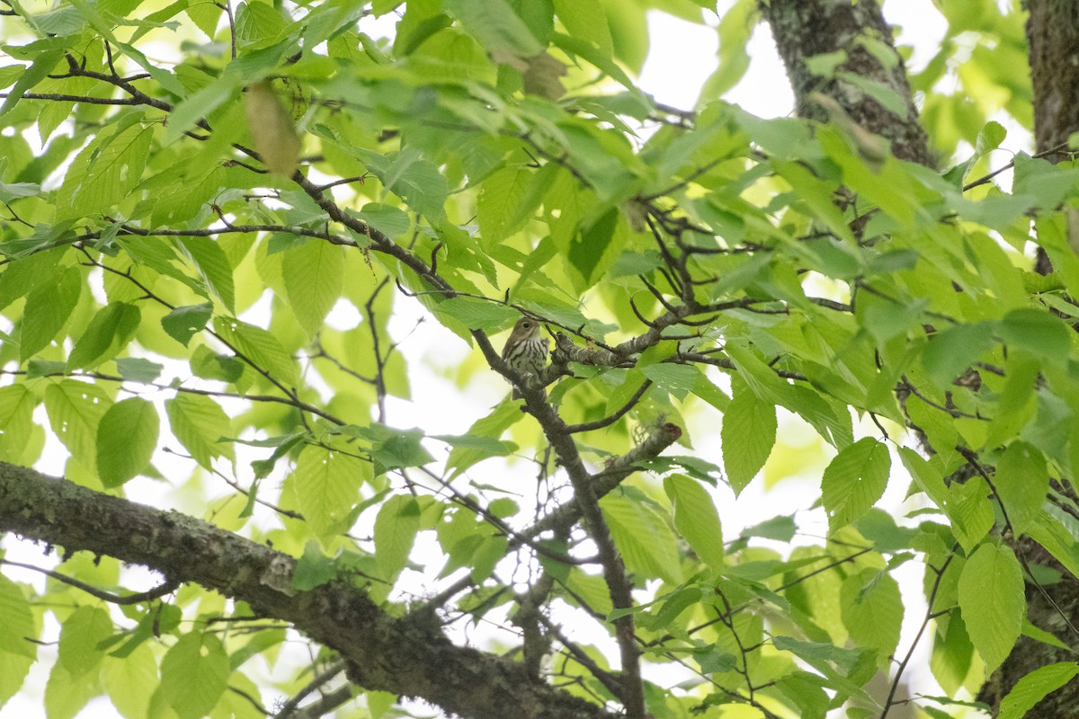 Ovenbird - Helen M