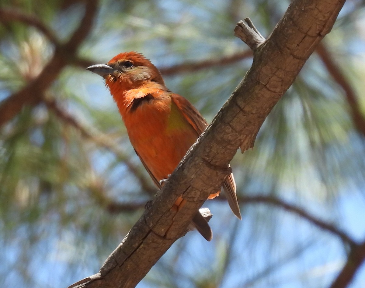 Hepatic Tanager - Julie Furgason