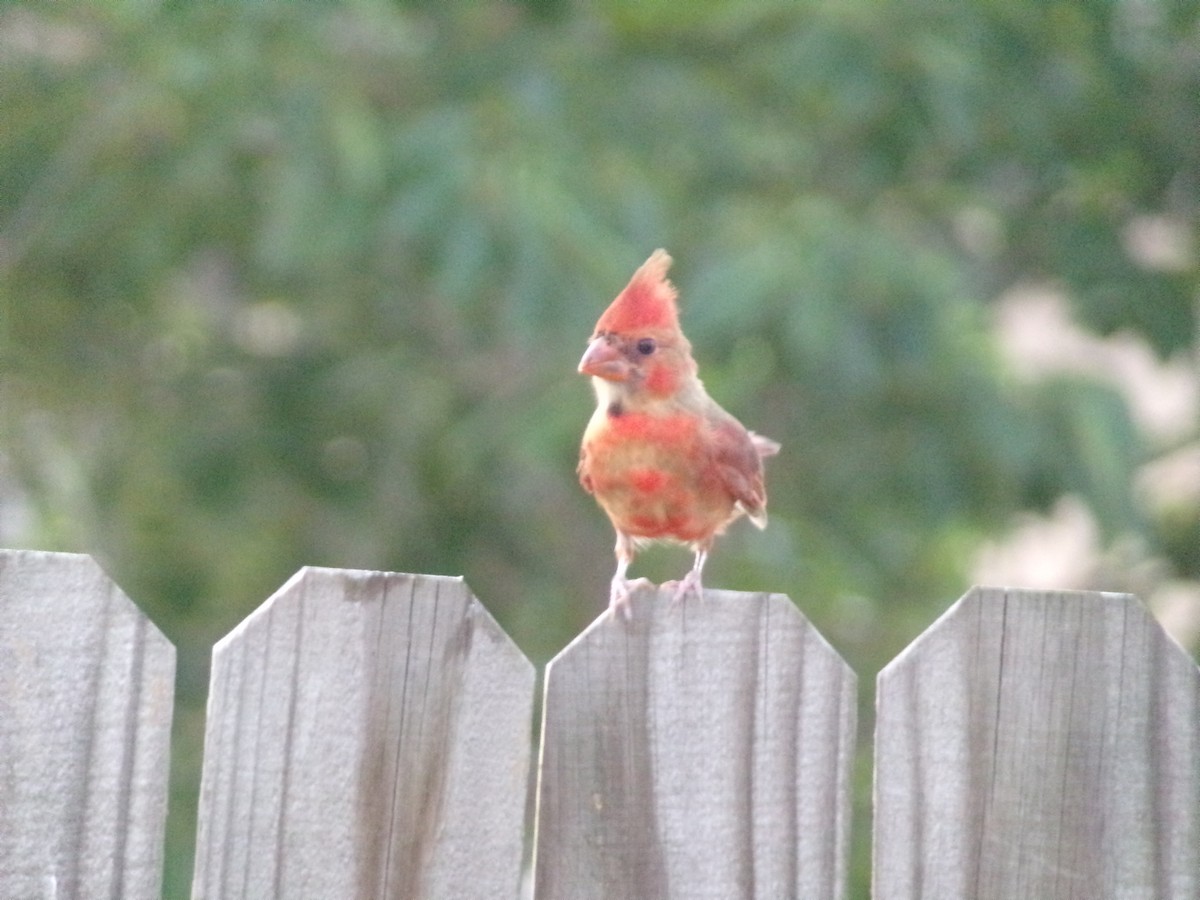 Northern Cardinal - Texas Bird Family