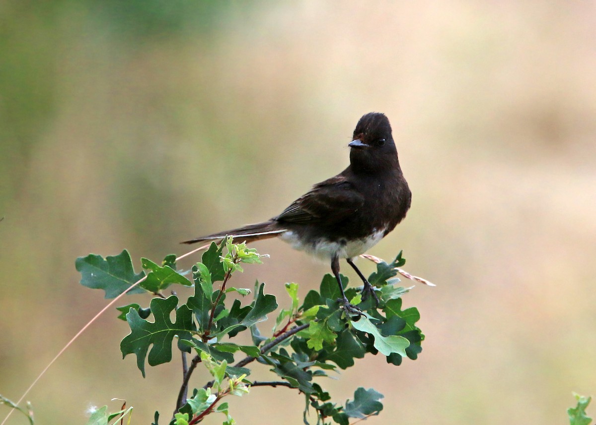 Black Phoebe - William Clark