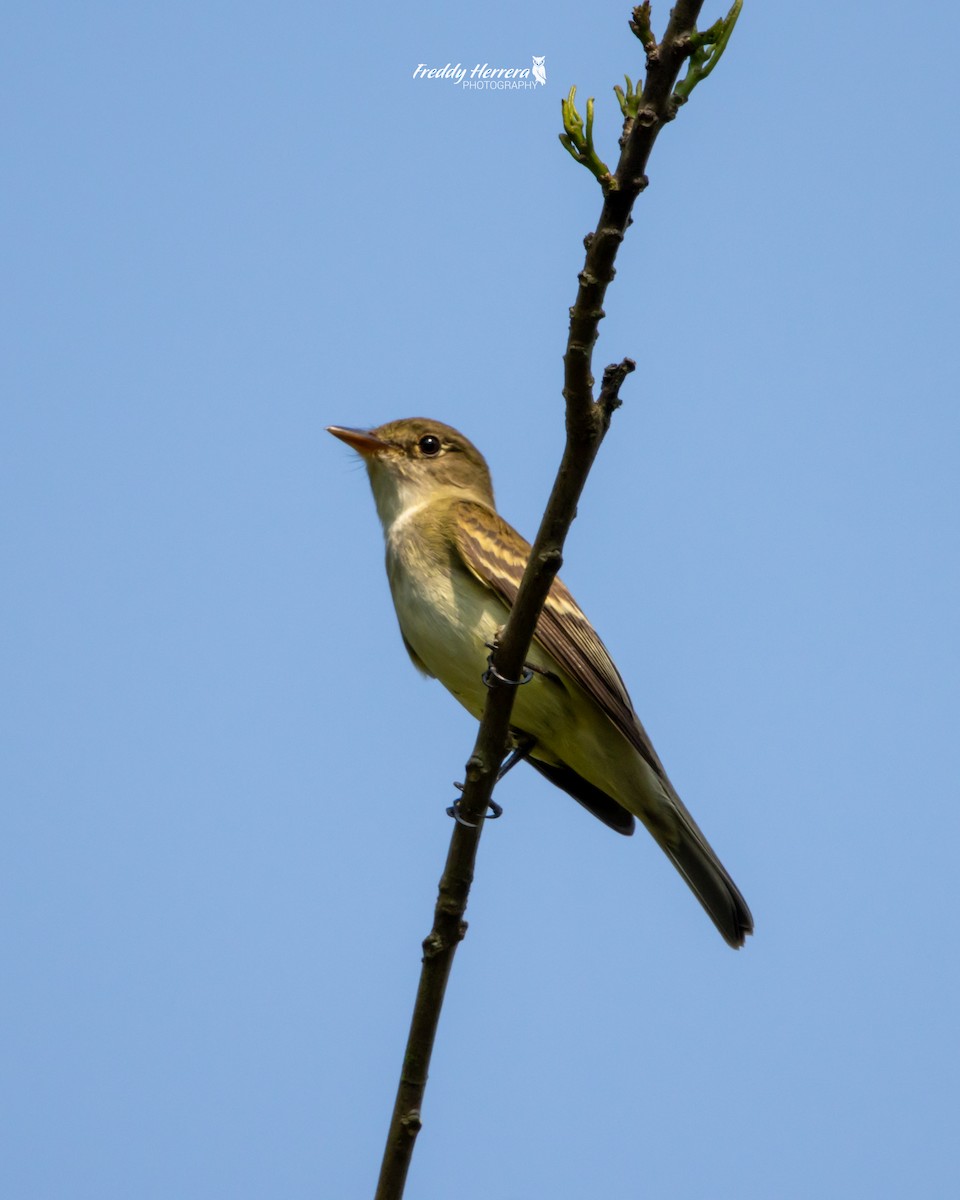 Willow Flycatcher - Freddy Herrera