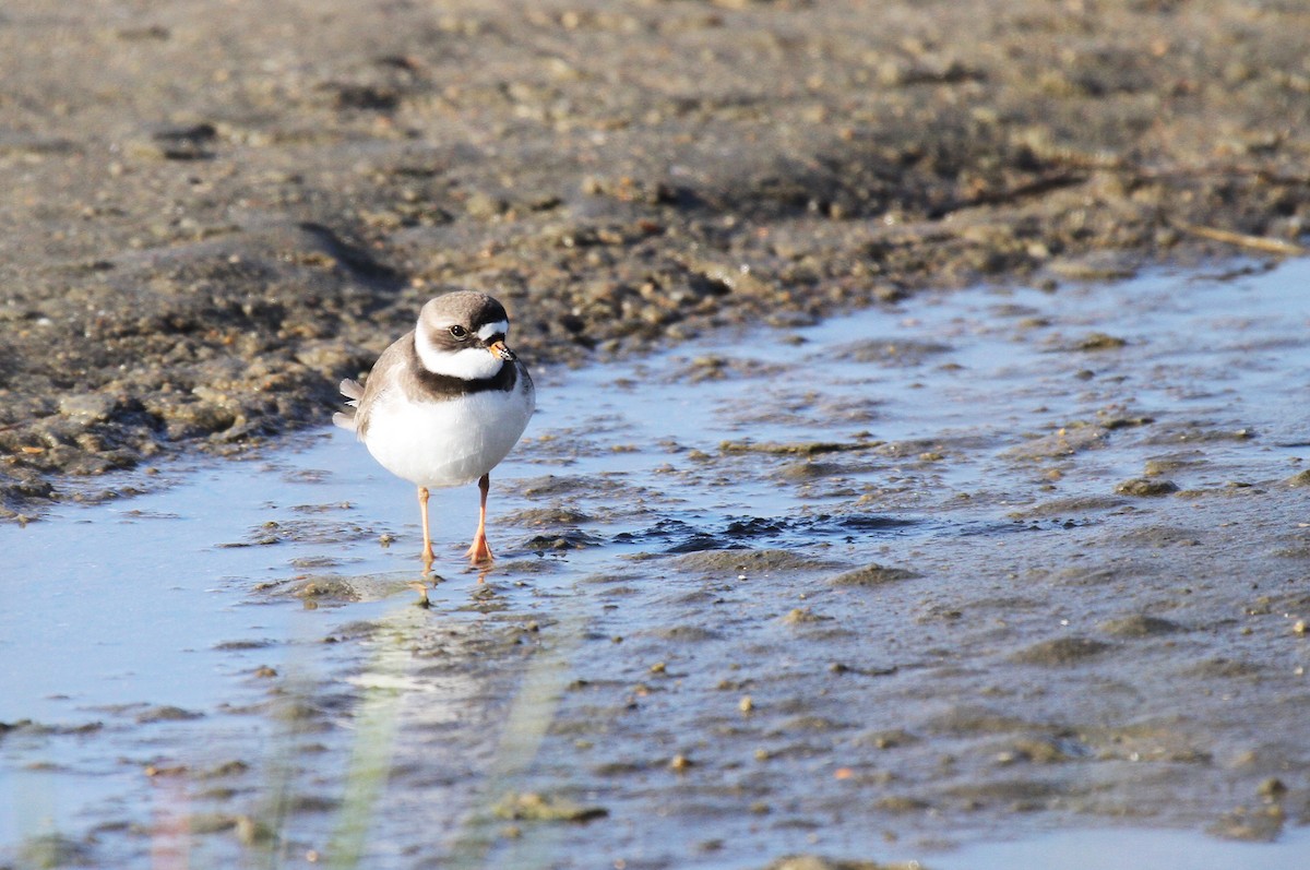 Semipalmated Plover - naomi h