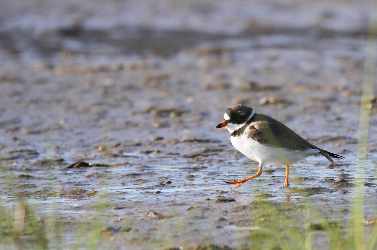 Semipalmated Plover - naomi h