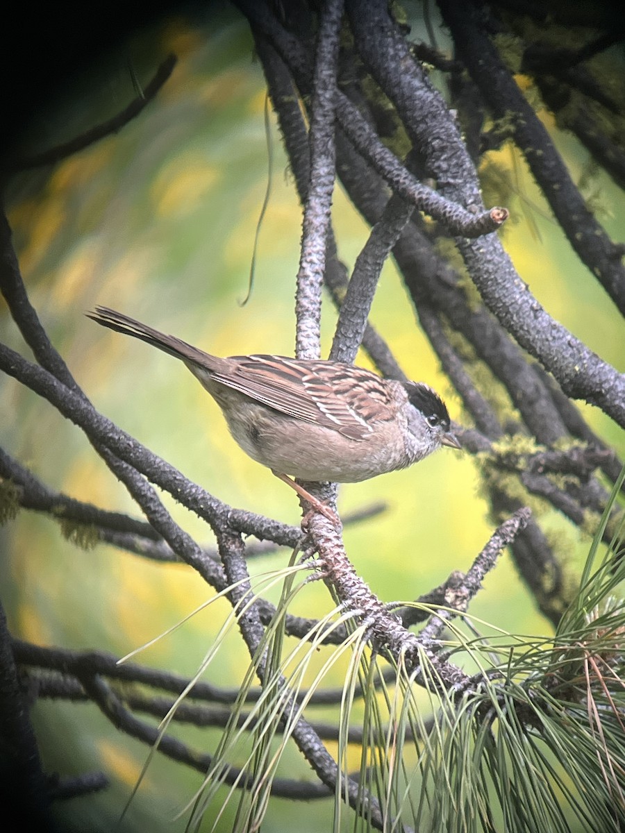 Golden-crowned Sparrow - Pam Cahn