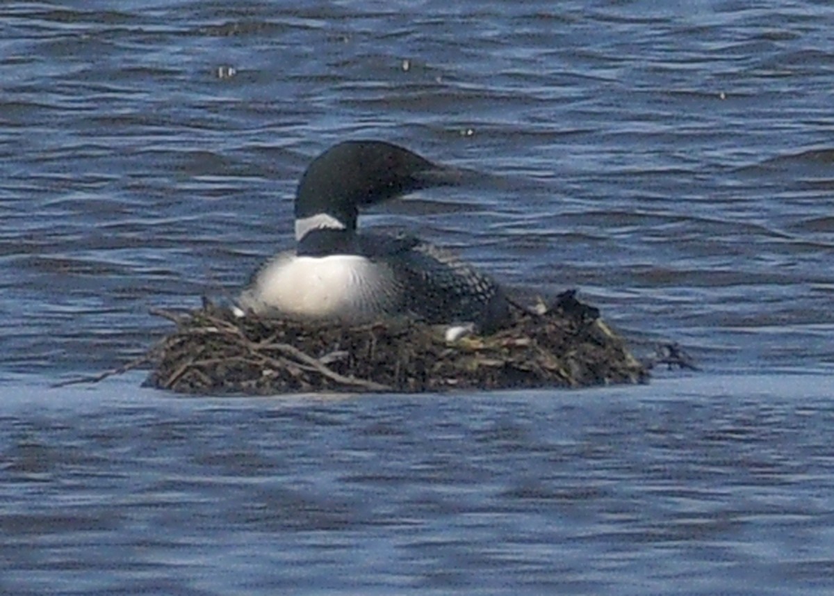 Common Loon - Janet Smigielski