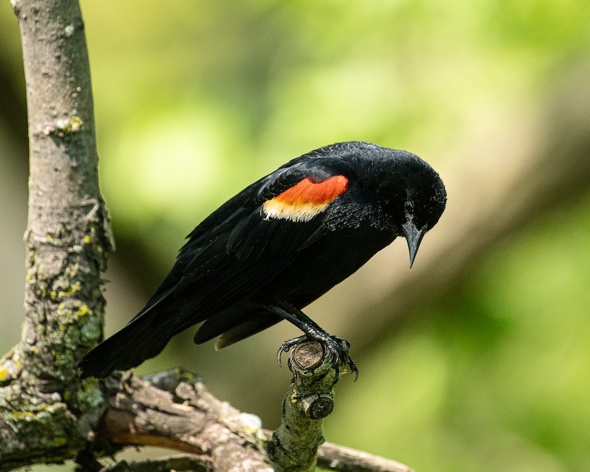 Red-winged Blackbird - Martin Tremblay