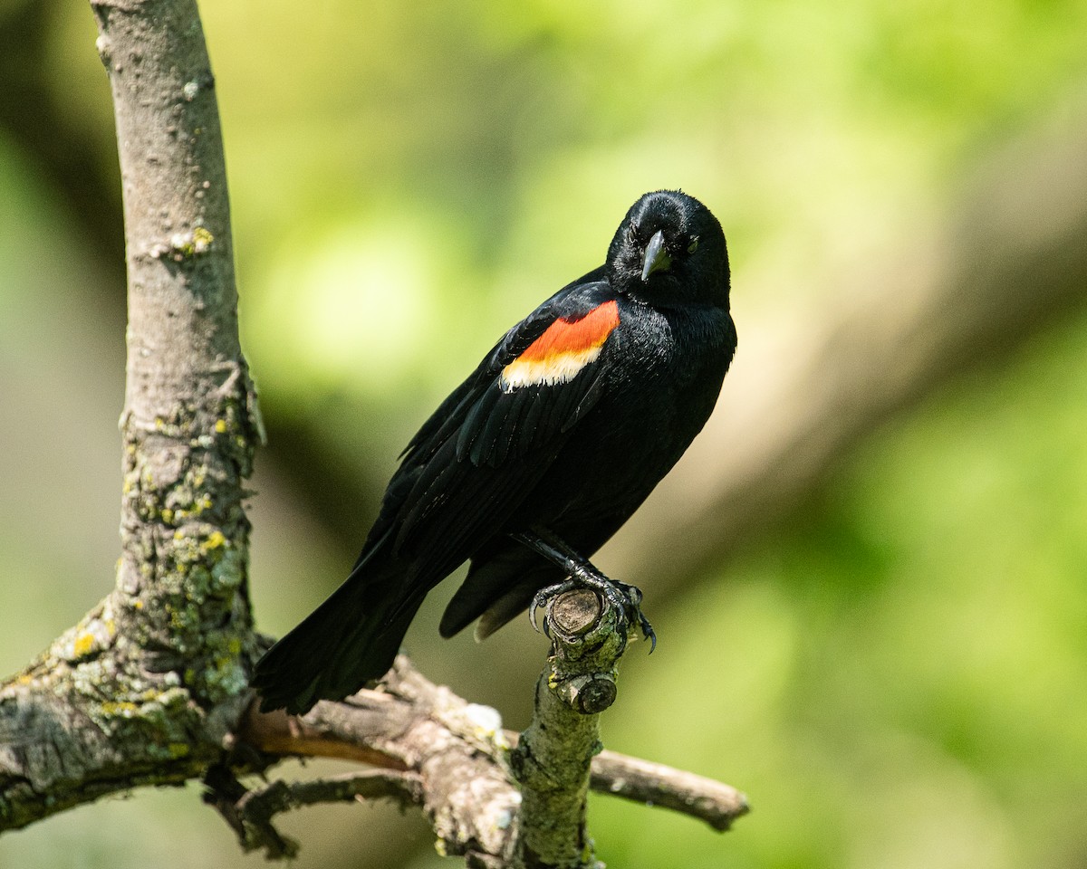 Red-winged Blackbird - Martin Tremblay