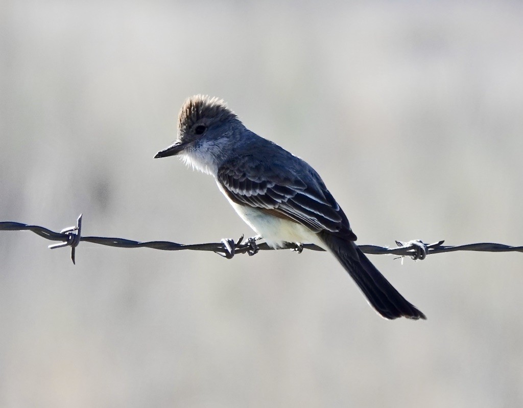 Ash-throated Flycatcher - Rick Taylor