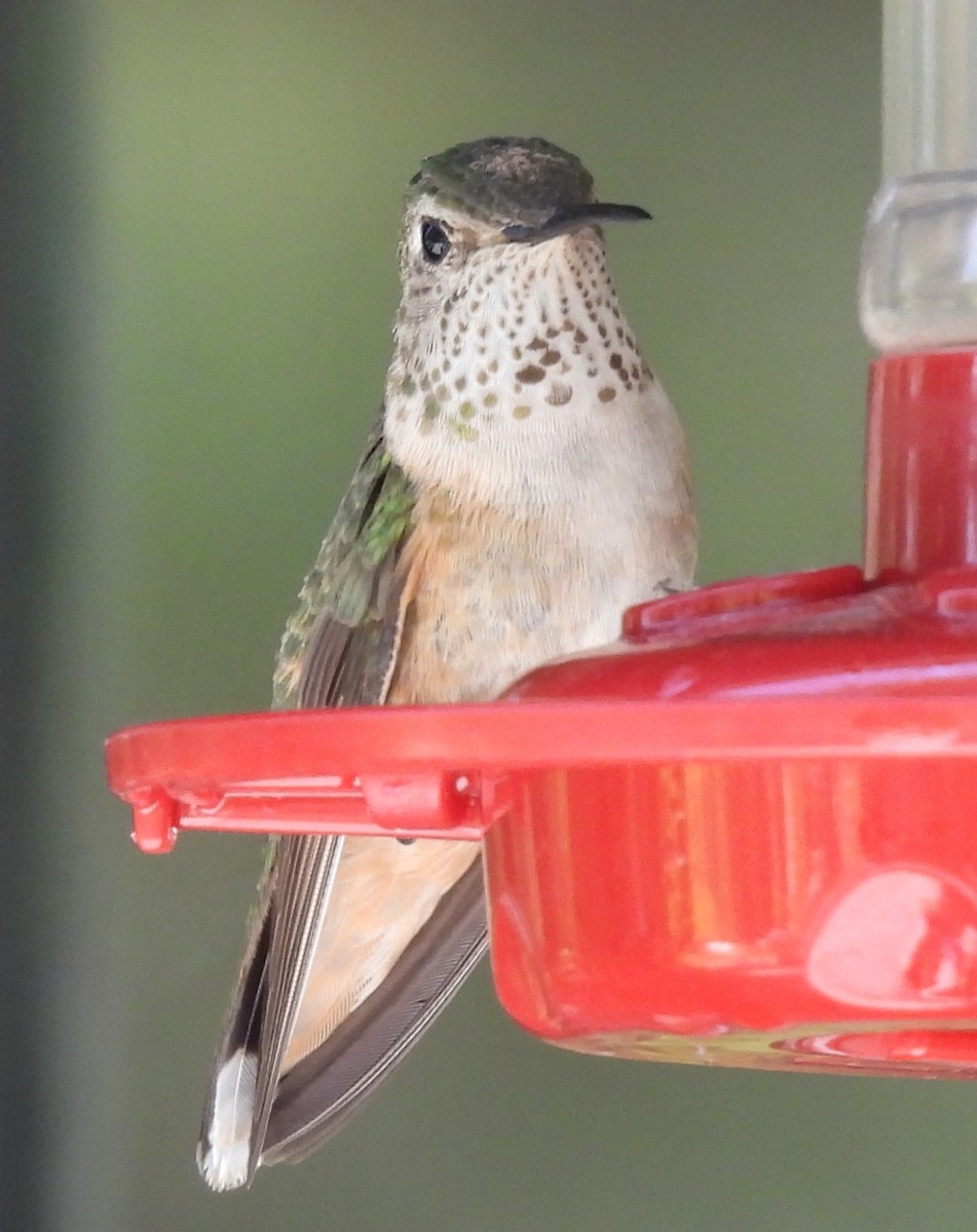 Broad-tailed Hummingbird - Julie Furgason