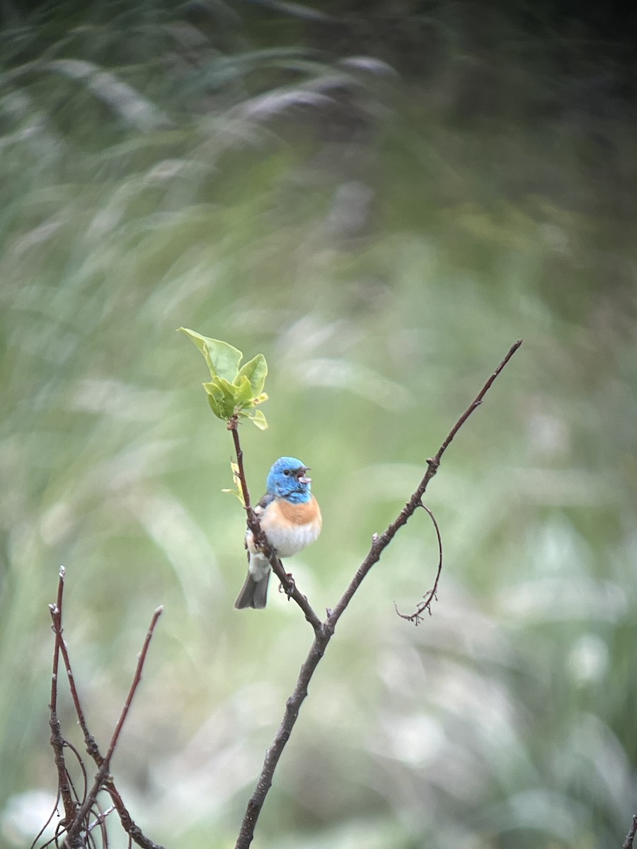 Lazuli Bunting - Pam Cahn