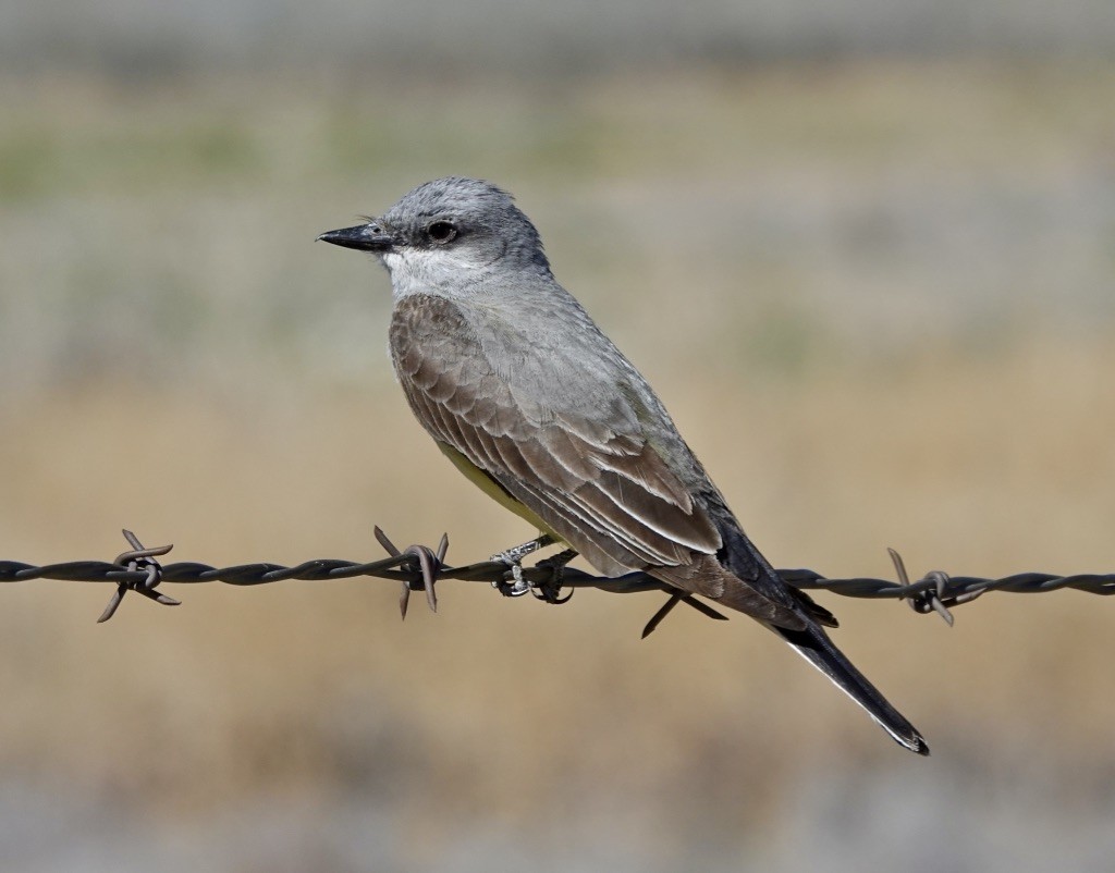 Western Kingbird - Rick Taylor