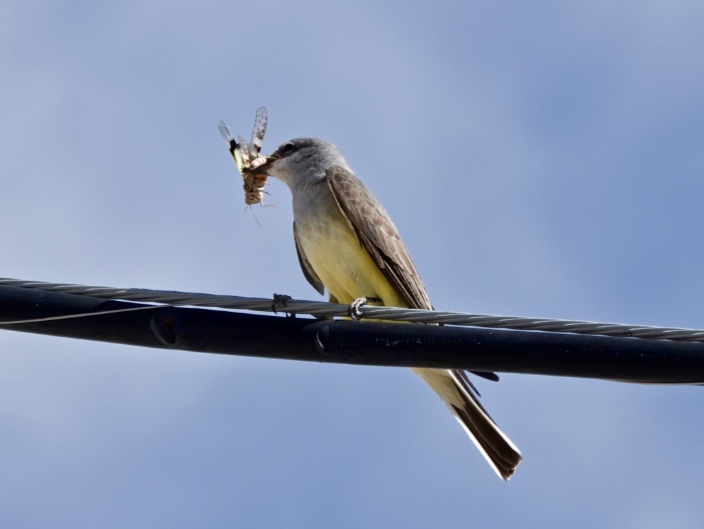 Western Kingbird - Rick Taylor