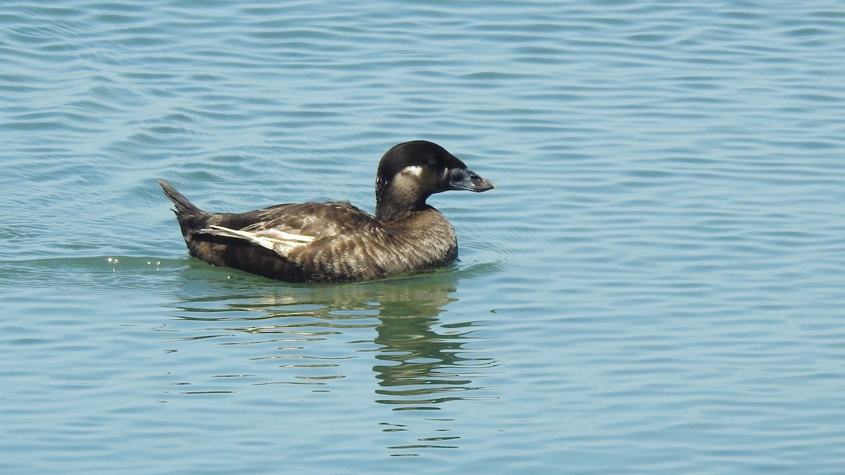 Surf Scoter - Vincent Glasser