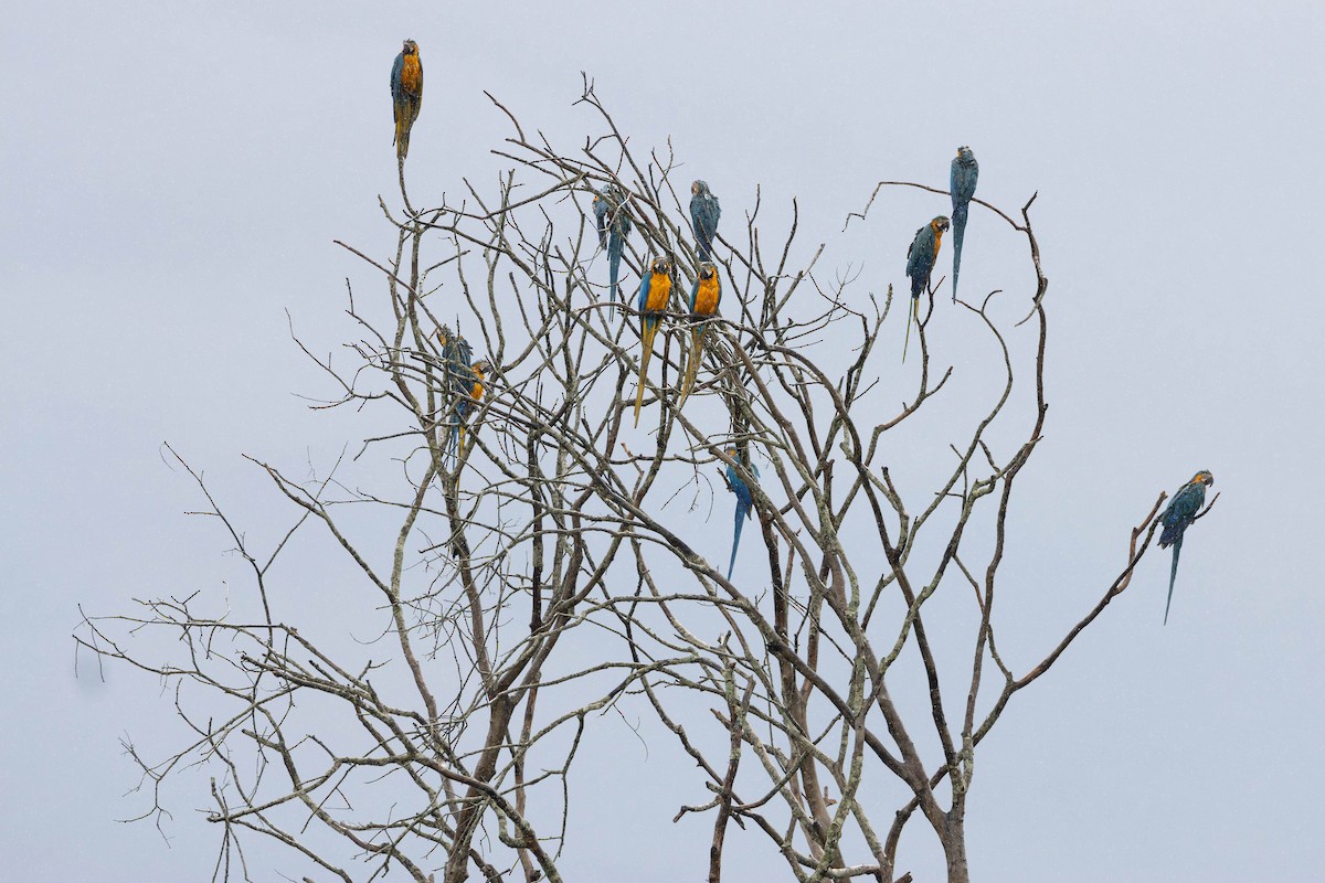 Blue-and-yellow Macaw - Katia Oliveira