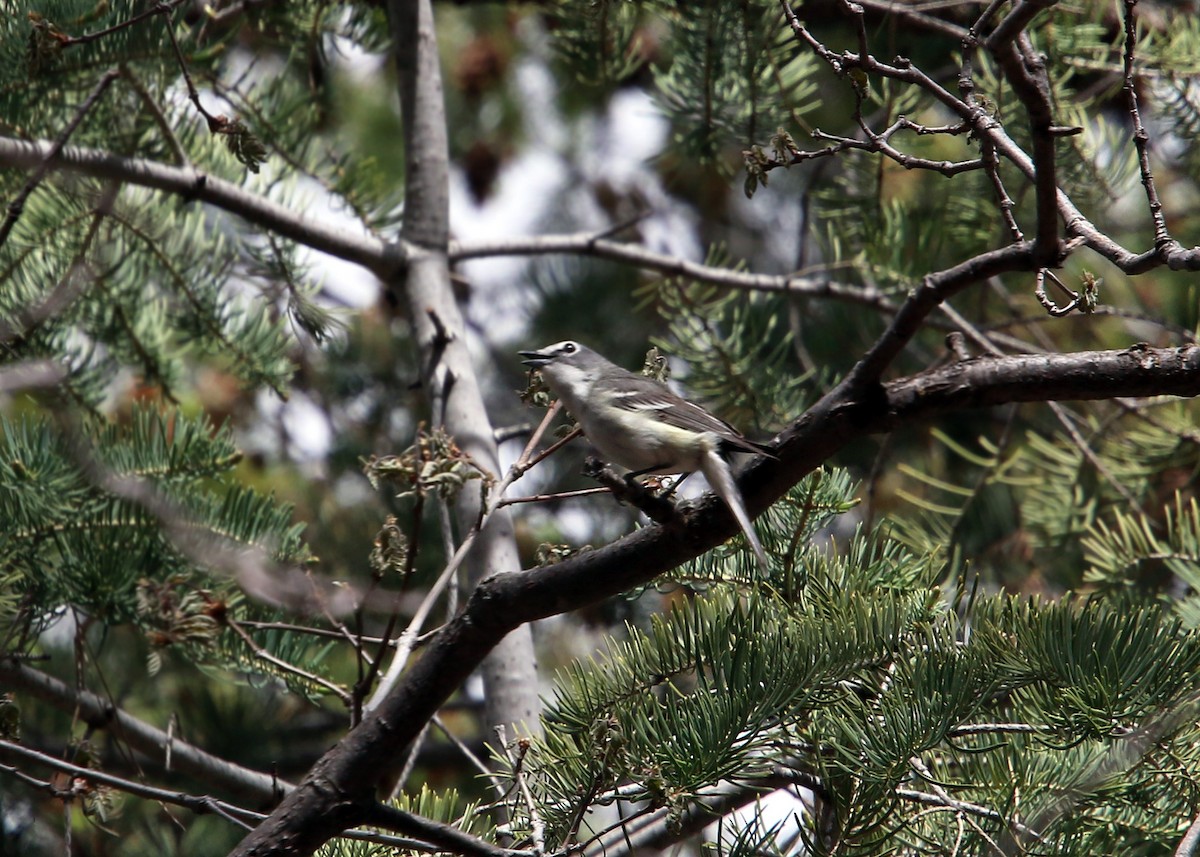 Plumbeous Vireo - William Clark