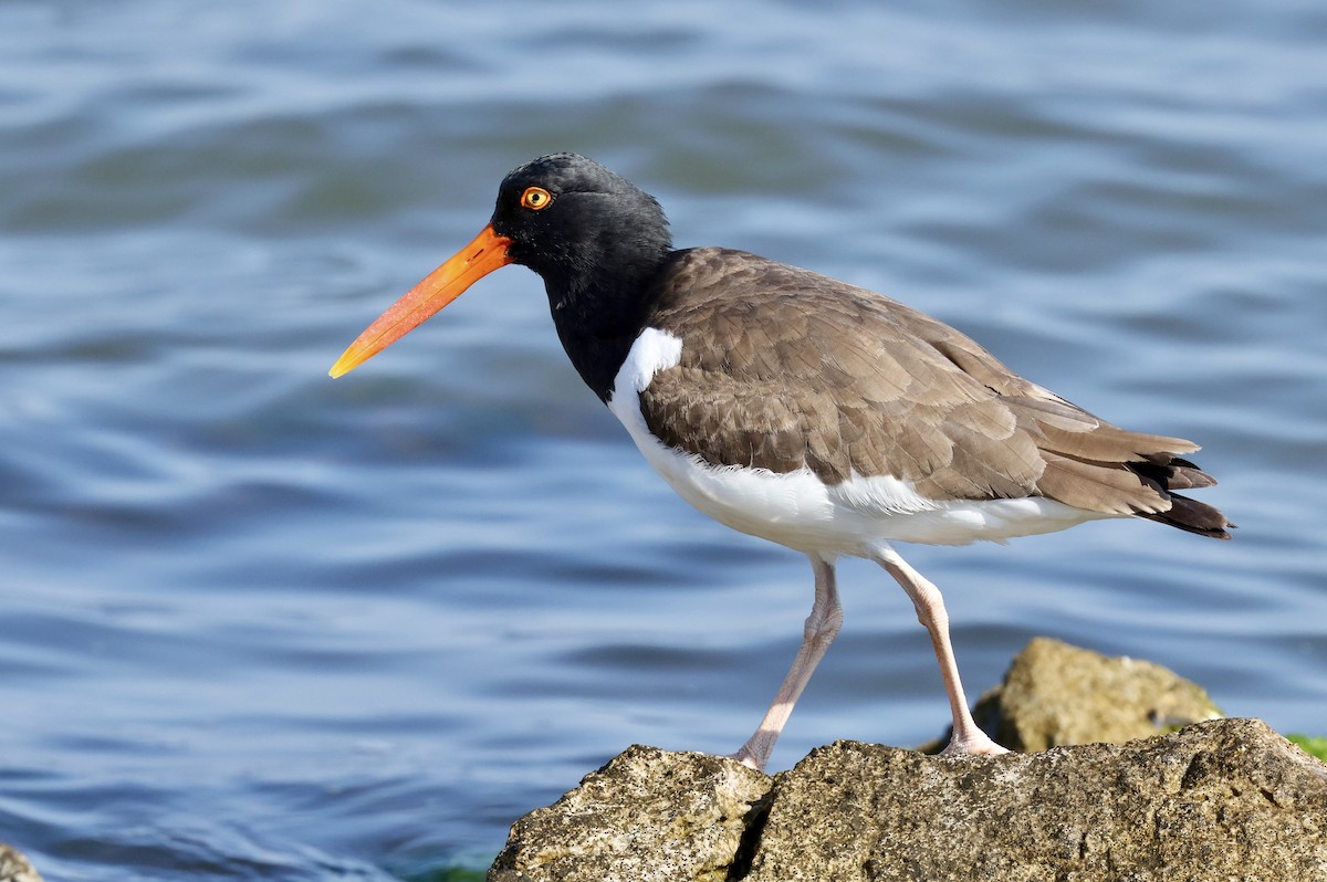 American Oystercatcher - ML619423289