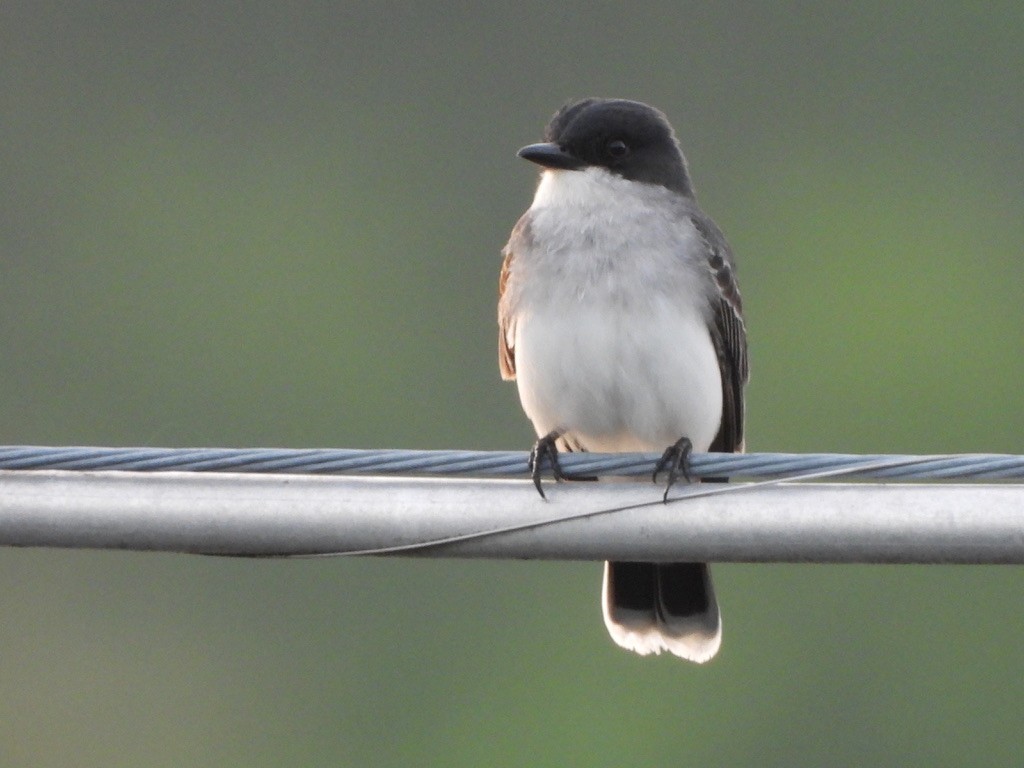 Eastern Kingbird - Elisabeth Cassinari