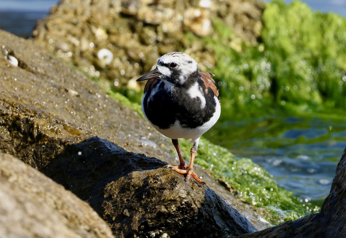 Ruddy Turnstone - Grace Simms  🐦‍⬛