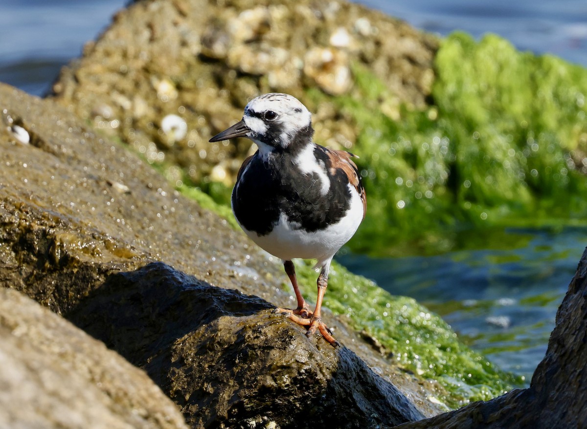 Ruddy Turnstone - Grace Simms  🐦‍⬛