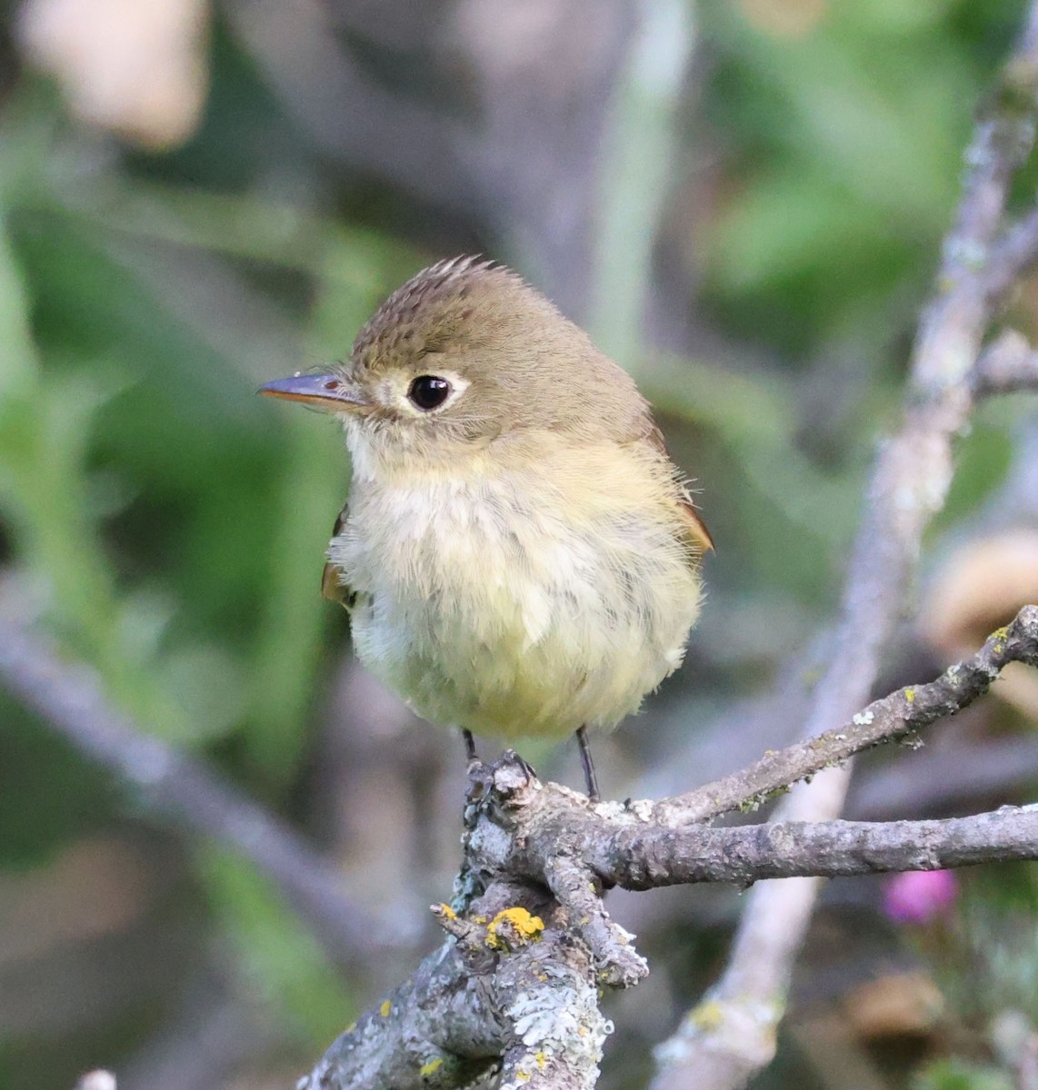 Western Flycatcher (Pacific-slope) - Diane Etchison