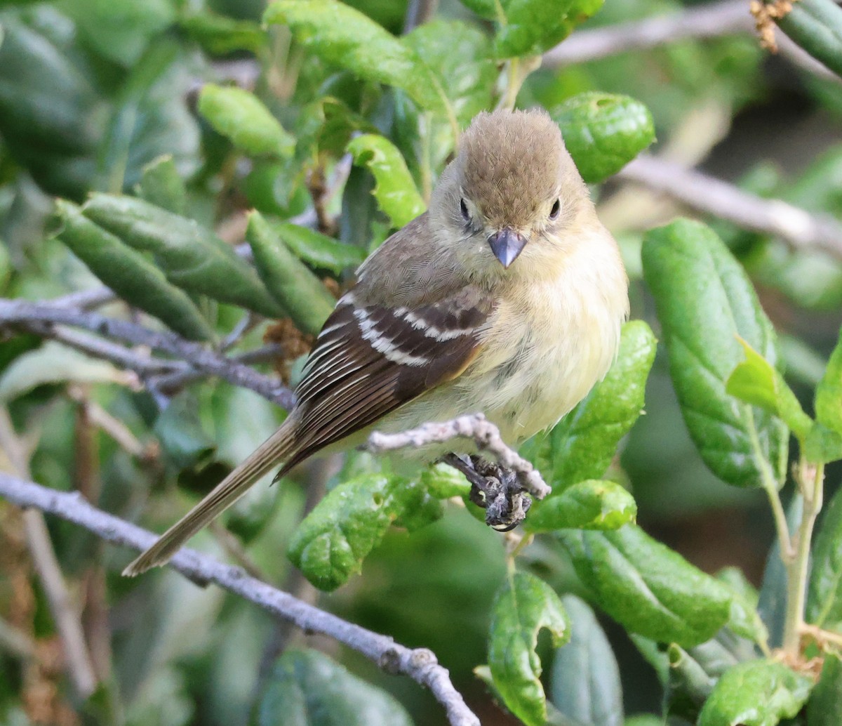 Western Flycatcher (Pacific-slope) - Diane Etchison