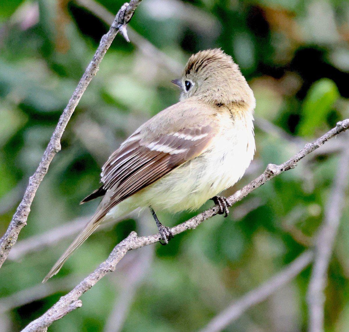 Western Flycatcher (Pacific-slope) - Diane Etchison