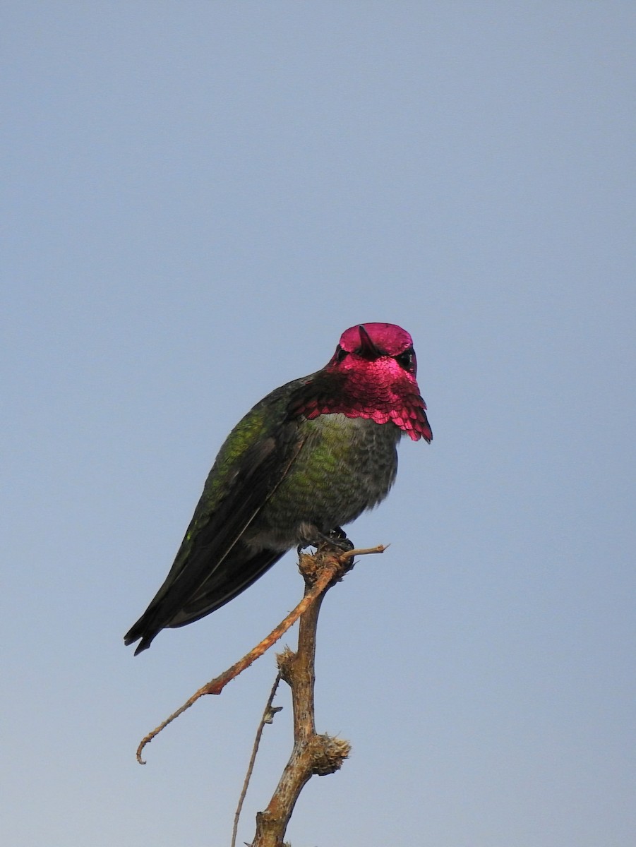 Anna's Hummingbird - Bradley Clawson