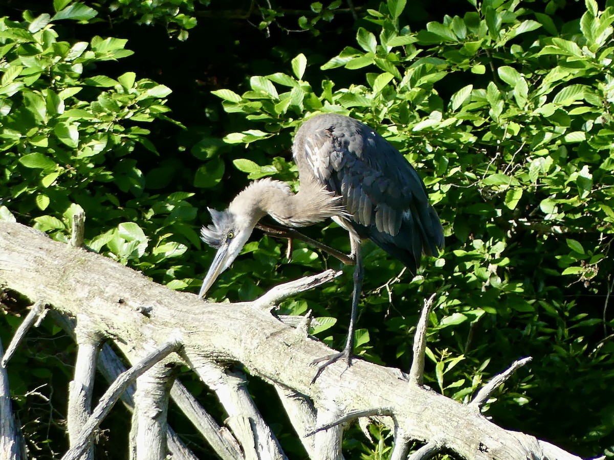 Great Blue Heron - Cindy Sherwood