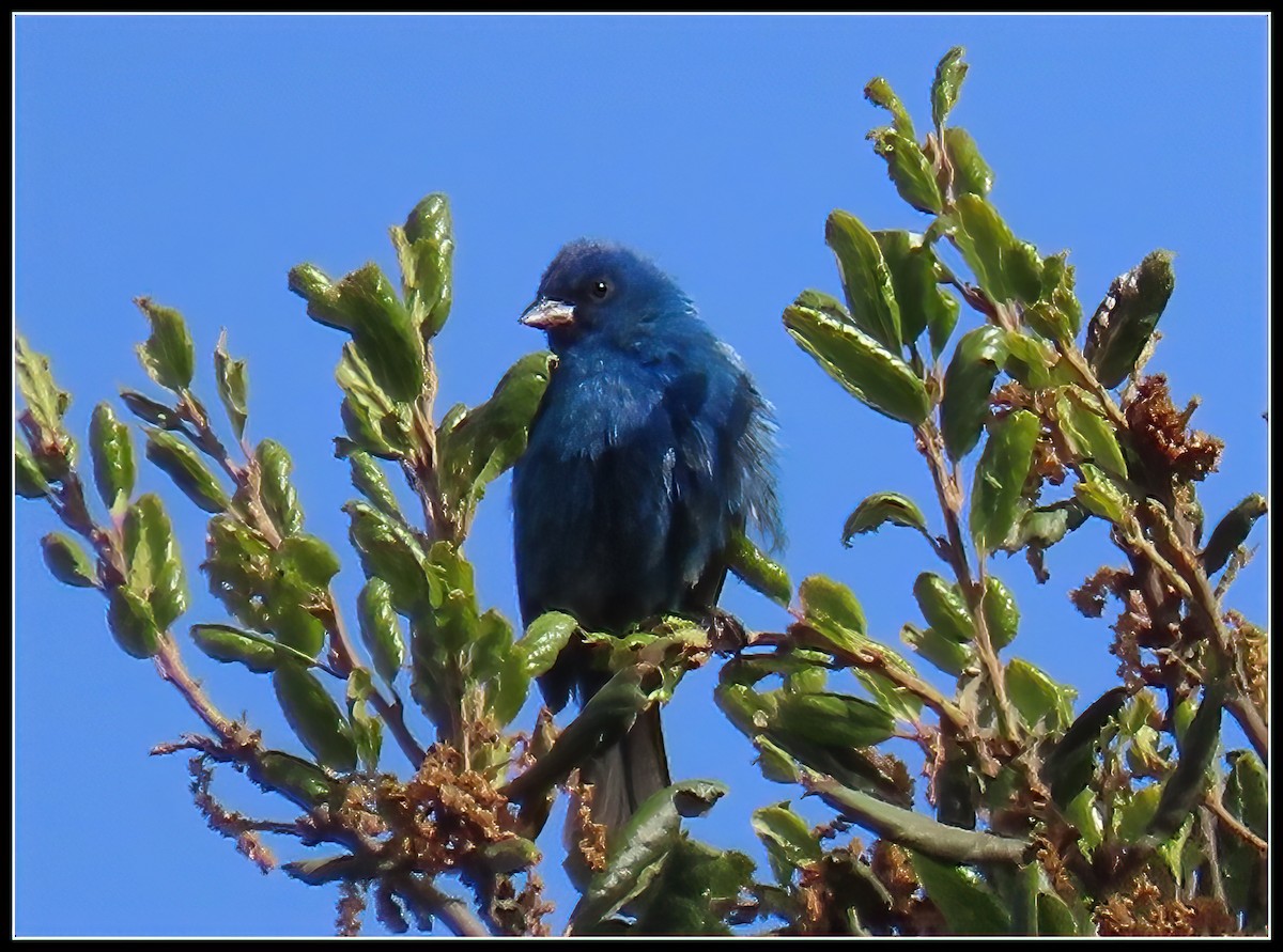 Indigo Bunting - Peter Gordon